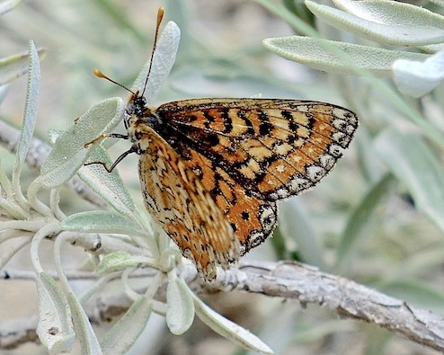 Spanish fritillary